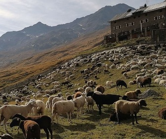 Replay Sud-Tyrol - Sur les chemins millénaires de la transhumance