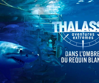 Replay Thalassa, aventures extrêmes - 01/06/2026