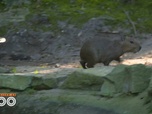 Replay Une saison au zoo - S14 E54