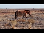 Replay Le Kazakhstan réintègre ses chevaux de Przewalski, une espèce menacée
