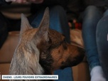 Replay Un jour, un doc - Chiens : leurs pouvoirs extraordinaires