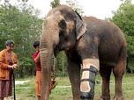 Replay Thaïlande, l'hôpital des éléphants - GEO Reportage