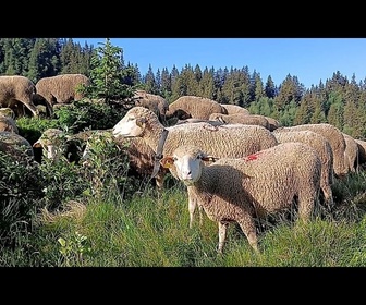 Replay La transhumance fait son retour dans les Alpes françaises