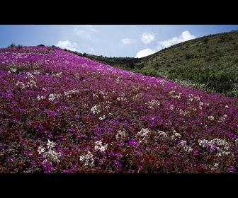 Replay Le désert d'Atacama au Chili fleurit après de rares pluies hivernales