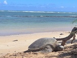 Replay Maui et Molokai - L'archipel d'Hawaï