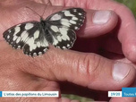 Replay Les dossiers d'ICI - L'atlas des papillons du Limousin