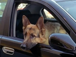 Replay Rex, chien flic - Glacial