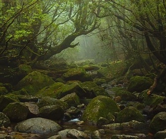 Replay Yakushima, la forêt enchantée - Merveilles de la nature