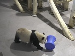 Replay Pandas, quel est leur pouvoir ? - Le dessous des images