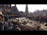 Replay Des troupeaux de moutons traversent des villes allemandes pour les pâturages d'hiver