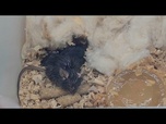 Replay Quatre souris ramenées sur Terre depuis la station spatiale chinoise