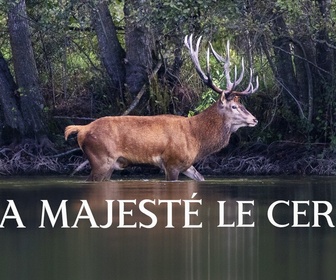 Replay Sa majesté le cerf