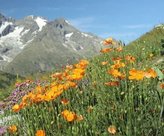 Replay Bel & Bien ensemble - Pourquoi les plantes sauvages ont des pouvoirs extraordinaires ?