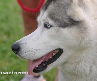 Animaux à adopter replay