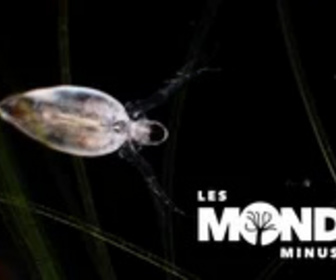 Replay Les Mondes Minuscules - 25/01/2025