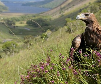 Replay Hiver - L'Irlande sauvage en quatre saisons