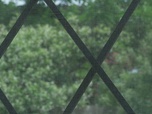 Replay 66 minutes : le doc - Moustiques, punaises, l'été de tous les dangers / Moustique-tigre : la guerre est déclarée ! / Goélands : l'invasion