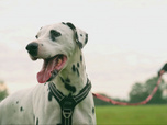 Replay Chiens et chats sans collier - Une seconde chance