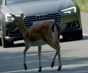 Replay Quand la faune croise nos routes - Attention ! Passage d'animaux
