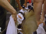 Replay Au cœur du zoo de New York - S2E3 - Les ours dans tous leurs états