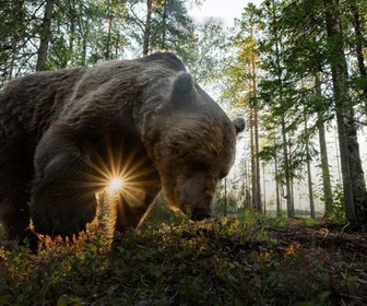 Replay Au coeur de la Scandinavie - 01/11/2025