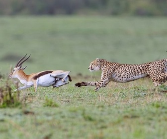 Replay Le guépard - Prédateurs et proies, un équilibre fragile