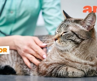 Replay Des animaux domestiques donnent leur sang - ARTE Journal Junior