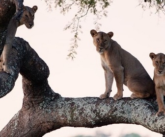 Replay La grande sécheresse - Les clans sauvages du parc de Katavi