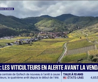 Replay Good Morning Business - Alsace : les viticulteurs en alerte avant la vendange