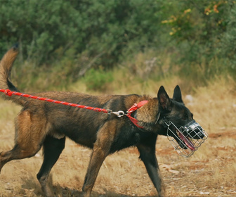 Replay Chiens et chats sans collier - Coeurs de bénévoles, pattes en détresse