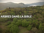 Replay Les chemins de la foi - Les arbres dans la Bible