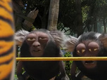 Replay Les as de la jungle à la rescousse - L'enrhumé des douze singes