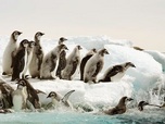 Replay Antarctica, sur les traces de l'empereur