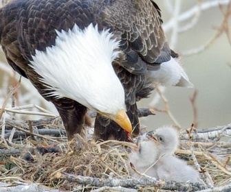 Replay Yellowstone - Nature extrême (2/2)