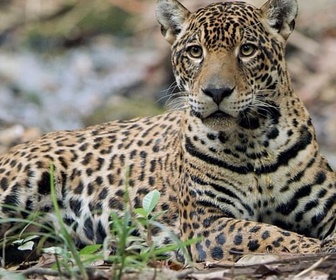 Replay À regarder en famille - Sur la piste du jaguar au Guyana