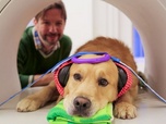 Replay À regarder en famille - Les chiens peuvent-ils parler ?