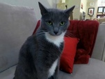 Replay Hell's cat : mon chat est un cauchemar - S9E10 - Posey la terreur