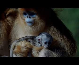 Replay Premier rhinopithèque doré né hors d'Asie présenté dans un zoo français