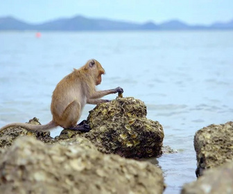 Replay Primates - 13/05/2026
