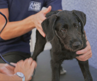 Replay Chiens et chats sans collier - Des destins à écrire