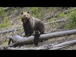 Replay Slovaquie : un ours recherché après une nouvelle attaque