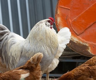 Replay Super poulet