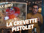 Replay La minute de Max Bird - La Crevette Pistolet
