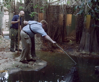 Replay Au cœur du zoo de New York - S1E3 - À prendre avec soin
