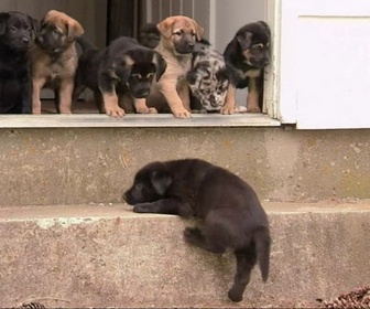 Replay Too cute (Trop mignon) - Terre-Neuve Labradors croisés et Epagneuls tibétains