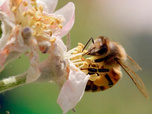 Replay La vie secrète des abeilles