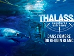 Replay Thalassa, aventures extrêmes - Dans l'ombre du requin blanc