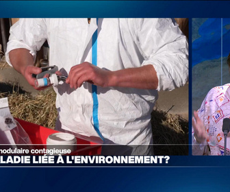 Replay Élément Terre, la quotidienne - La dermatose nodulaire, une maladie liée à l'environnement?