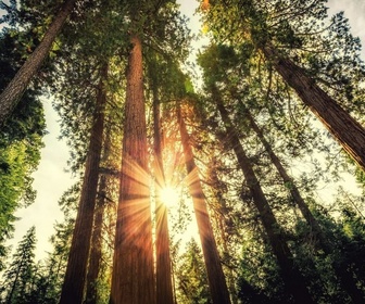 Replay Dans les forêts montagneuses de Californie