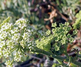 Replay Sous le soleil - Les secrets des fleurs sauvages